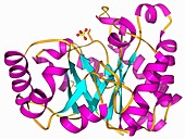 Triose phosphate isomerase molecule