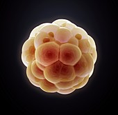 Embryo,artwork