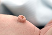 Two week old baby's belly button