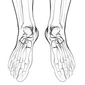 Human foot bones,artwork