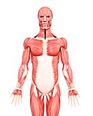 Male musculature,artwork