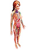 Female anatomy,artwork