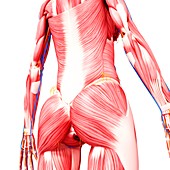 Female musculature,artwork