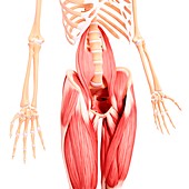 Human leg musculature,artwork