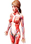 Female anatomy,artwork