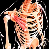 Human musculature,artwork