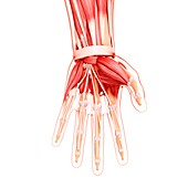 Human hand musculature,artwork