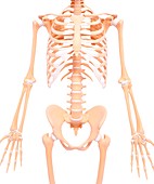 Human skeleton,artwork