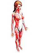 Female anatomy,artwork