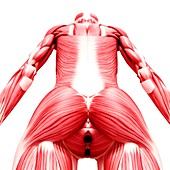 Female musculature,artwork