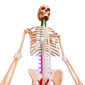 Human skeleton,artwork