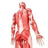 Human musculature,artwork