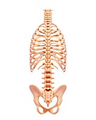 Human skeleton,artwork