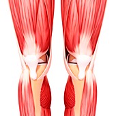 Human leg musculature,artwork