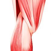 Human leg musculature,artwork