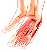 Human foot musculature,artwork