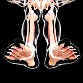 Human leg anatomy,artwork