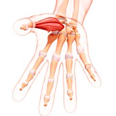 Human hand musculature,artwork