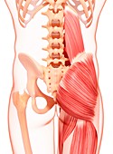 Human hip musculature,artwork