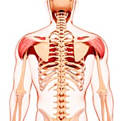 Human back musculature,artwork