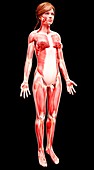 Female musculature,artwork