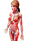 Female anatomy,artwork