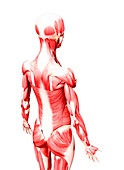 Female musculature,artwork