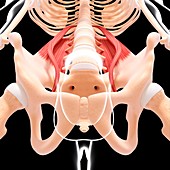 Human hip musculature,artwork