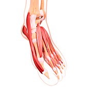 Human foot musculature,artwork