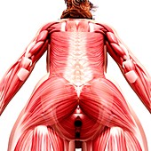 Female musculature,artwork