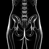 Human pelvic bones,artwork