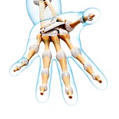 Human hand bones,artwork