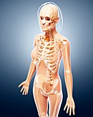 Female skeleton,artwork