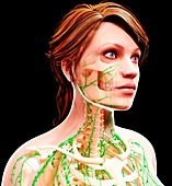 Female lymphatic system,artwork