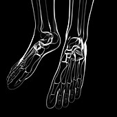 Human foot bones,artwork