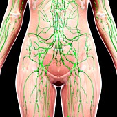 Human lymphatic system,artwork