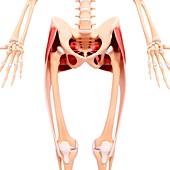 Human hip musculature,artwork