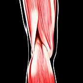 Human leg musculature,artwork