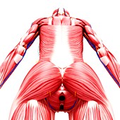 Human musculature,artwork