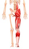 Human leg musculature,artwork