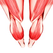 Human leg musculature,artwork