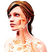 Female skeleton,artwork