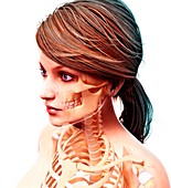 Female skeleton,artwork