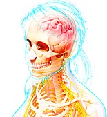 Female nervous system,artwork