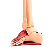 Human foot musculature,artwork