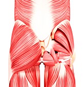 Human hip musculature,artwork