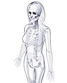 Female skeleton,artwork