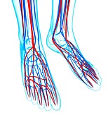 Human foot cardiovascular system,artwork