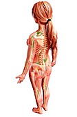 Female lymphatic system,artwork