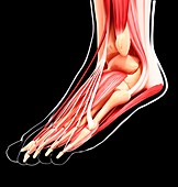 Human foot musculature,artwork